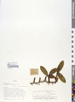 LE 01059423
