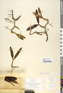 LE 01059424