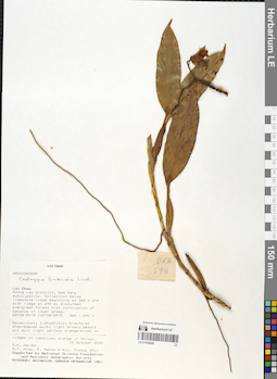 LE 01059426