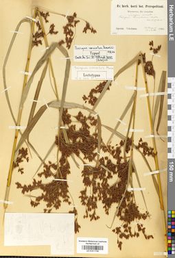 LE 01011725