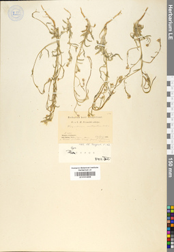 LE 01014526