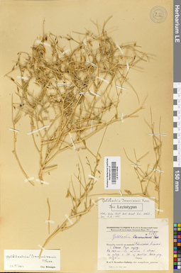 LE 01014538
