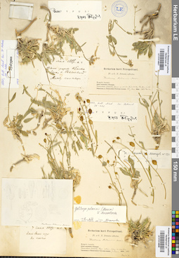 LE 01014606