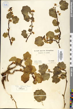 LE 01014953