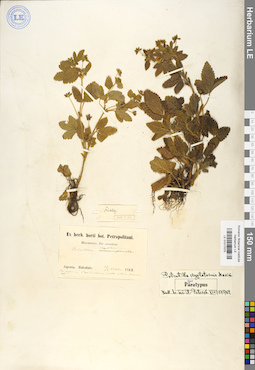 LE 01017075