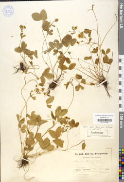 LE 01017086