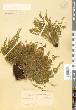 LE 01009896