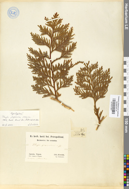 LE 01011607