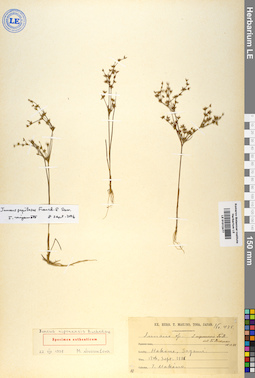 LE 01012477