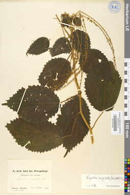 LE 01013130