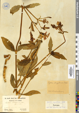 LE 01013497