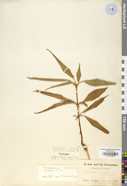 LE 01013577
