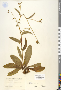 LE 01017203