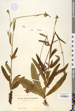 LE 01017204