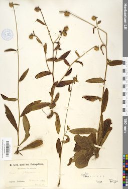 LE 01017205