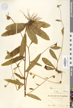 LE 01017206