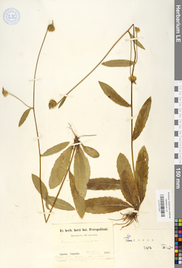 LE 01017207