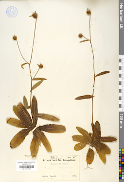 LE 01017208