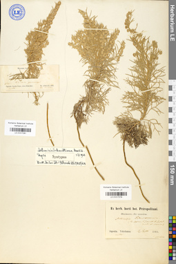 LE 01017278