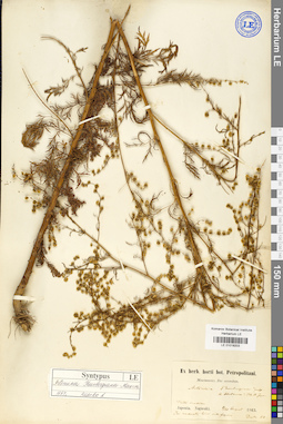 LE 01018203