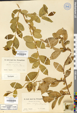 LE 01025438