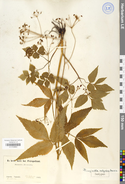 LE 01029642