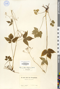 LE 01029645