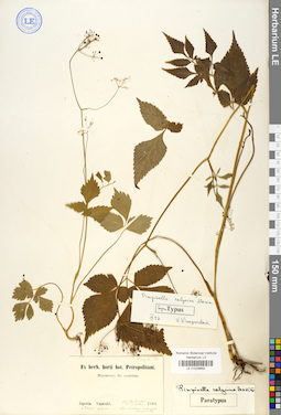 LE 01029650