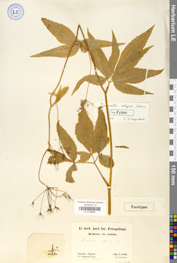 LE 01029654