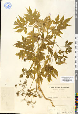LE 01029703