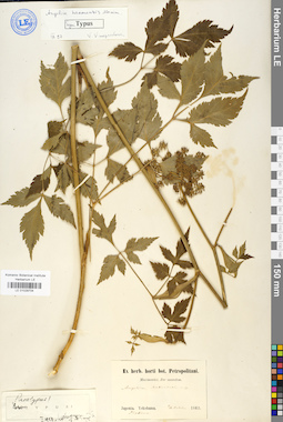LE 01029704