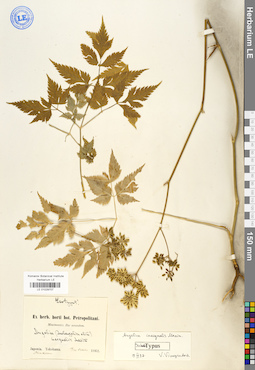 LE 01029707