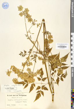 LE 01029709