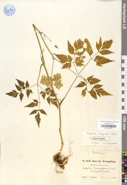 LE 01029711