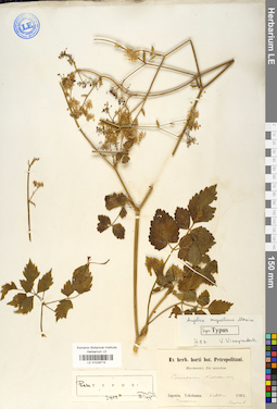 LE 01029715