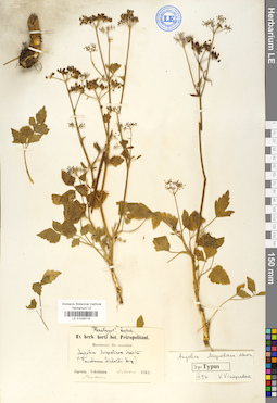 LE 01029716