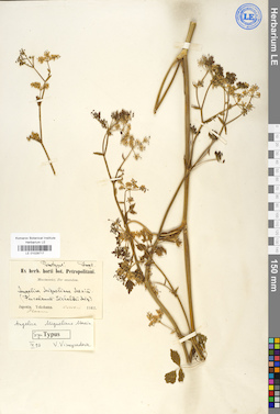 LE 01029717
