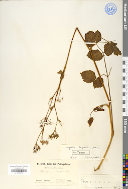 LE 01029718