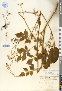LE 01029720