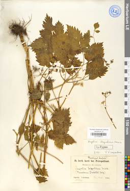 LE 01029721