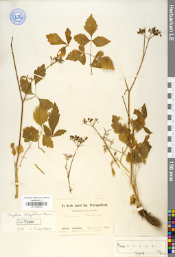 LE 01029722