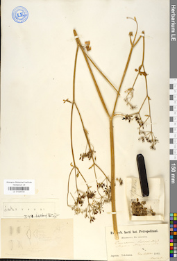 LE 01029723