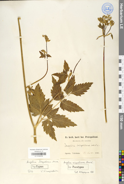 LE 01029726