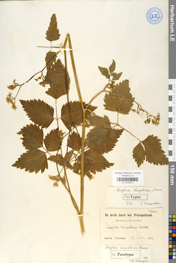 LE 01029727