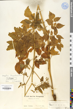 LE 01029729