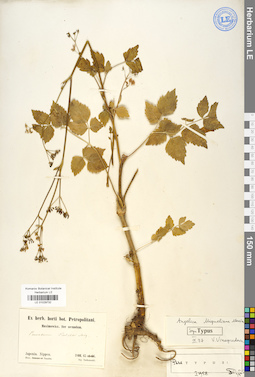 LE 01029732