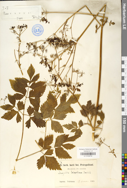 LE 01029734