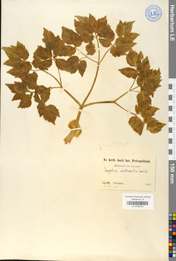 LE 01029742