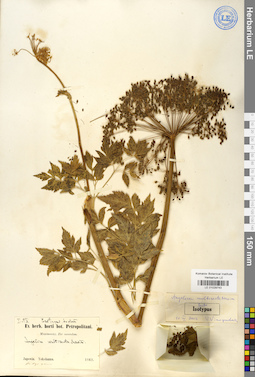 LE 01029743