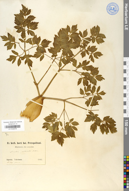 LE 01029744